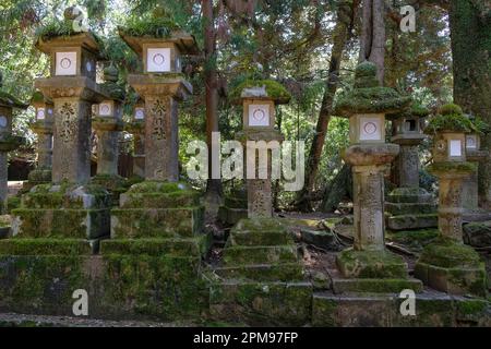 Nara, Japan - 22. März 2023: Laternen im Nara-Park, in der Nähe des Todaiji-Tempels, Japan. Stockfoto