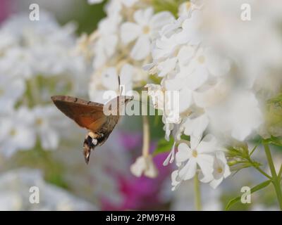 Summvogel-Hawkmoth - Fütterung von Garten-Phlox-Blumen Macroglossum stellatarum Essex, UK IN004218 Stockfoto