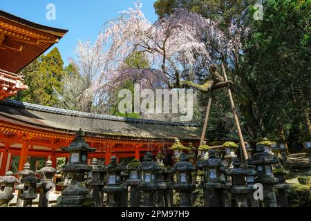 Nara, Japan - 22. März 2023: Kasuga Taisha ist ein Schrein im Osten des Nara-Parks in Nara, Japan. Stockfoto