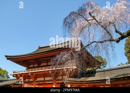 Nara, Japan - 22. März 2023: Kasuga Taisha ist ein Schrein im Osten des Nara-Parks in Nara, Japan. Stockfoto