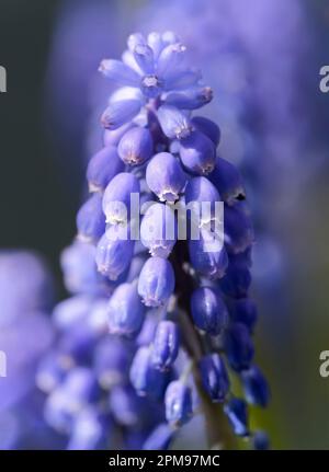 Eine einsame Traubenhyazinthen-Blume (Muscari Armeniacum) vor einem Hintergrund aus unfokussiertem Laub und einer Kulisse anderer Traubenhyazinthen Stockfoto