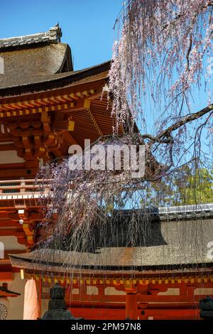 Nara, Japan - 22. März 2023: Kasuga Taisha ist ein Schrein im Osten des Nara-Parks in Nara, Japan. Stockfoto