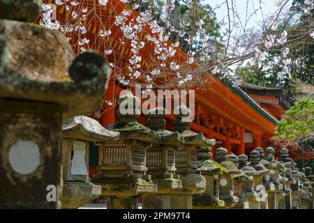 Nara, Japan - 22. März 2023: Kasuga Taisha ist ein Schrein im Osten des Nara-Parks in Nara, Japan. Stockfoto