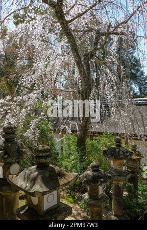 Nara, Japan - 22. März 2023: Laternen im Kasuga Taisha-Schrein im Osten des Nara-Parks in Nara, Japan. Stockfoto