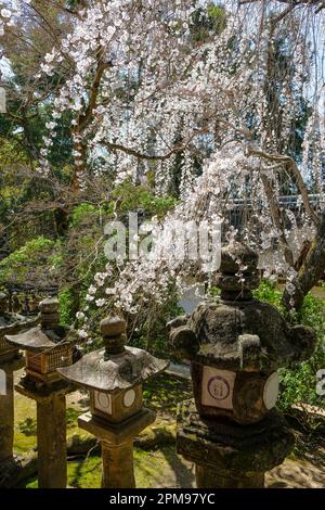 Nara, Japan - 22. März 2023: Laternen im Kasuga Taisha-Schrein im Osten des Nara-Parks in Nara, Japan. Stockfoto