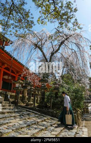 Nara, Japan - 22. März 2023: Eine Frau im Kimono im Kasuga Taisha-Schrein im Osten des Nara-Parks in Nara, Japan. Stockfoto