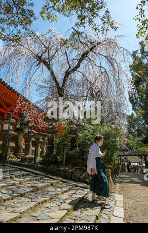 Nara, Japan - 22. März 2023: Eine Frau im Kimono im Kasuga Taisha-Schrein im Osten des Nara-Parks in Nara, Japan. Stockfoto