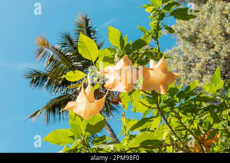 Datura-Blumen am blauen Himmel. Gelbe Blumen. Viele gelbe Brugmansien namens Engel Trompete oder Datura Blüte auf Madeira Stockfoto