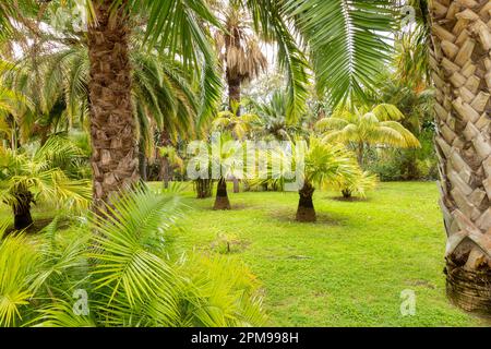 Madeira Botanischer Garten mit Palmen Stockfoto