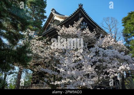 Kyoto, Japan - 28. März 2023: Der Chionin-Tempel ist ein buddhistischer Tempel in Kyoto, Japan. Stockfoto