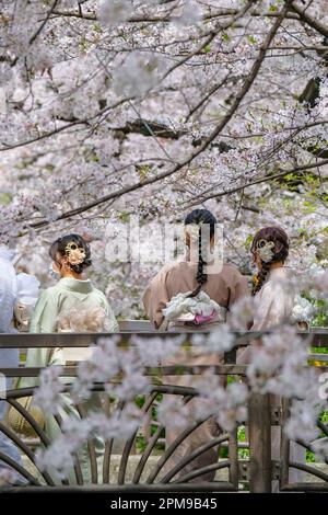 Kyoto, Japan - 31. März 2023: Frauen in Kimonos machen Fotos von sich selbst an den Kirschblüten auf dem Takase River in der Kiyamachi Street in Kyoto. Stockfoto