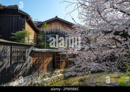 Kirschblüten auf der Tatsumi-Brücke des Shirakawa-Kanals im Stadtteil Gion in Kyoto, Japan. Stockfoto