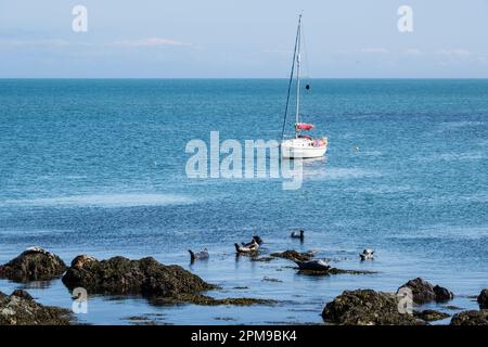 Eine Yacht liegt in der Bucht vor Anker und Grey Seals sonnen sich auf den Felsen. Ynys Enlli oder Bardsey Island, Llyn Peninsula, Gwynedd, North Wales, UK, Großbritannien Stockfoto