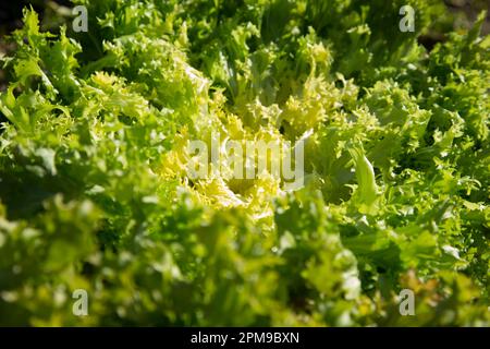 Salatpflanze in einem Bio-Garten in Nordspanien. Stockfoto