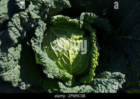 Wirsing-Kohlpflanze in einem Bio-Garten im Norden spaniens. Stockfoto