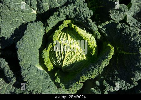 Wirsing-Kohlpflanze in einem Bio-Garten im Norden spaniens. Stockfoto