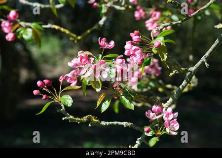 Rosa Frühlingsapfelblüte von Krabbenapfel Malus x Adstringens Almey im britischen Garten April Stockfoto