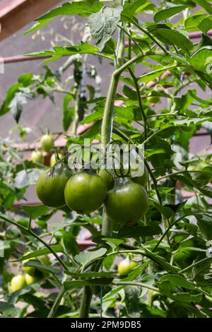 Ein Haufen grüner Tomaten auf einem Busch. Tomaten reifen im Garten. Busch mit grünen Tomaten. Viele Tomaten im Busch. Stockfoto