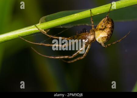 Schönes Makrobild eines Spinnennetzes, das auf seinem Netz sitzt, mit einem unscharfen Hintergrund und selektivem Fokus. Eine Spinne in einem Netz ist eine Nahaufnahme einer Spinne i. Stockfoto