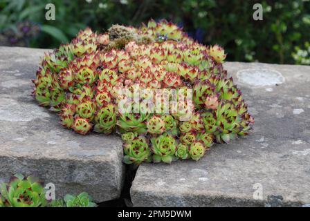 Ein Haufen Lauch in einem Riss in einer Dystonwand im Dorf Hardraw in den Yorkshire Dales, North Yorkshire. Stockfoto