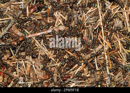Draufsicht auf den Ameisenhaufen aus rotem Holz, über den Ameisen krabbeln Stockfoto