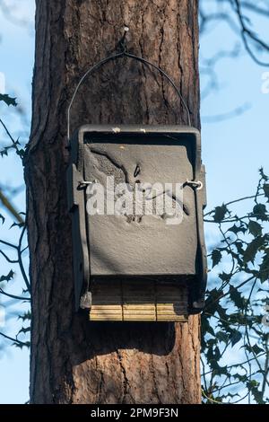 Große rechteckige schwarze Fledermaus-Box auf einer Kiefer, Fledermaus-Box für das Einschleudern von Fledermäusen in einem Wald, England, Großbritannien Stockfoto