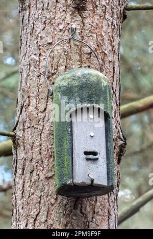 Fledermäuse auf einer Kiefer, abgerundete Fledermäuse in einem Wald, England, Großbritannien Stockfoto