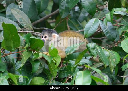 Nahaufnahme eines schwarzen, gekappten Eichhörnchenaffen, der im Sandoval Lake Amazonas-Wald Essen isst. Selektiver Abschluss des Affen. Stockfoto