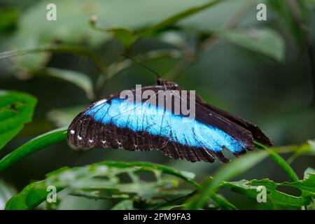 Nahaufnahme eines makroblauen schwarzen Morphium-Schmetterlings, der auf Blättern im Amazonas-Regenwald steht. Selektivfokus des Schmetterlings. Stockfoto