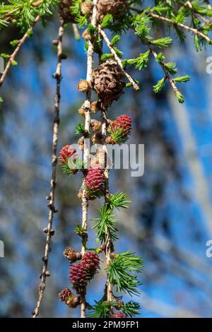 Rote Zapfen auf der europäischen Lärche (Larix decidua) im Frühjahr, Vereinigtes Königreich. Das sind die weiblichen Fortpflanzungszapfen. Stockfoto