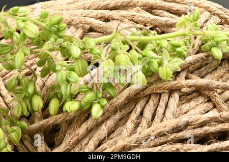 Cannabisblüten, Seitenansicht isoliert auf Hanffaden. Extreme Nahaufnahme. Hochauflösendes Foto. Volle Schärfentiefe. Stockfoto