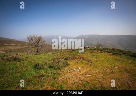 Malerische Landschaft mit der Sierra de Gredos, Spanien, im Hintergrund und einem Hügel mit grünem Gras und einem einsamen Baum Stockfoto