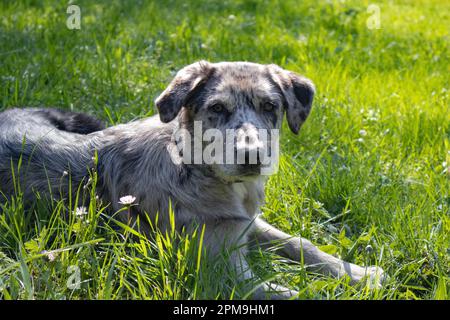 Hund auf dem Gras, Hund in der Natur, australischer Hirte, goldener Retriever Stockfoto