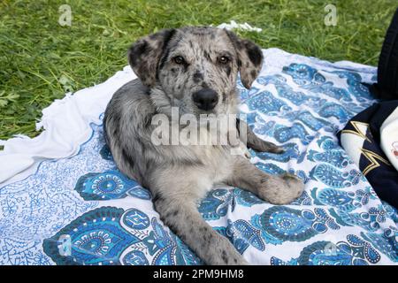 Hund auf dem Gras, Hund in der Natur, australischer Hirte, goldener Retriever Stockfoto