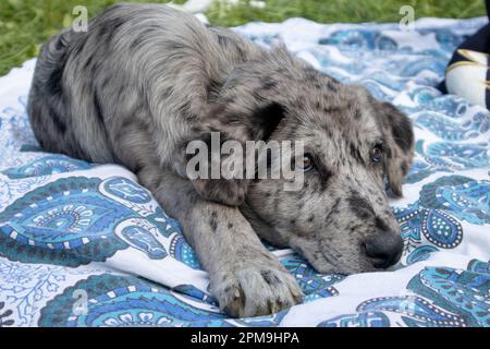 Hund auf dem Gras, Hund in der Natur, australischer Hirte, goldener Retriever Stockfoto