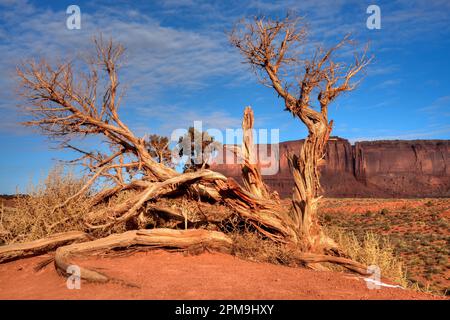 Toter Juniper Tree Monument Valley, Arizona, Schauplatz vieler Cowboy-Western-Filme Stockfoto