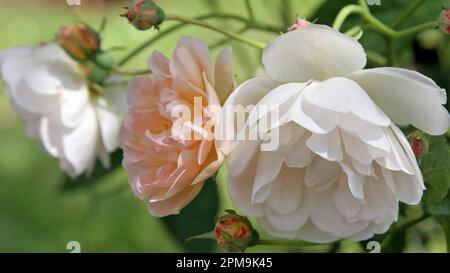 Frisches und sommerliches Bild von weißen und blasspfirsichfarbenen Kletterrosen. Makrobild. Englischer Garten, Juni Stockfoto