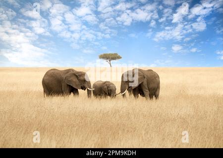 Elefantengruppe im roten Hafergras der Masai Mara. Zwei ausgewachsene Weibchen mit einem Kalb auf offenem Grasland mit Akazienbäumen. Stockfoto