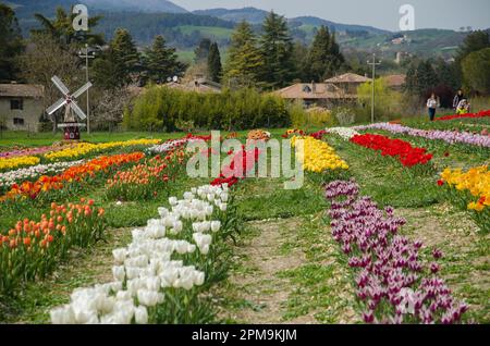 Save Download Preview SPOLETO, ITALIEN - 11. APRIL 2023: Panoramablick auf die Landschaft von Spoleto mit Tulpenfeld und Windmühle in der Tulipar Stockfoto