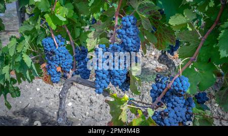 Reife Trauben, die für die Erzeugung von cannonau- und carignano-Weinen bereit sind Stockfoto