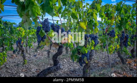 Reife Trauben, die für die Erzeugung von cannonau- und carignano-Weinen bereit sind Stockfoto