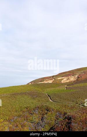 Malerische Aussicht an einem Frühlingstag am Bodega Head an der kalifornischen Küste. Stockfoto