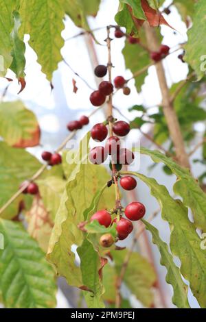 Coffea arabica mit Früchten Stockfoto