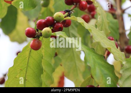 Coffea arabica mit Früchten Stockfoto