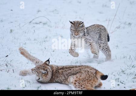 Eurasischer Luchs (Luchs Luchs) spielt im Schnee, Wald, Bayern, Deutschland Stockfoto