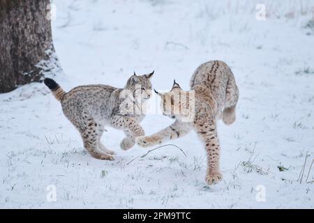 Eurasischer Luchs (Luchs Luchs) spielt im Schnee, Wald, Bayern, Deutschland Stockfoto