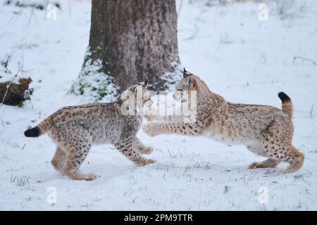 Eurasischer Luchs (Luchs Luchs) spielt im Schnee, Wald, Bayern, Deutschland Stockfoto