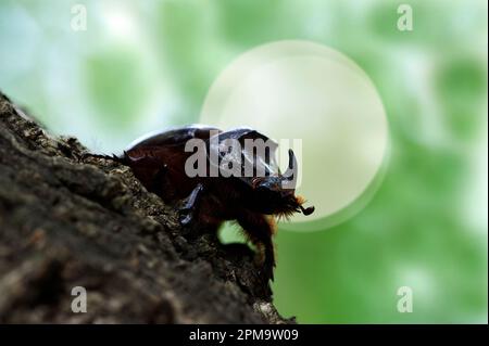 Europäischer Rhinozeroskäfer Scarabeo rinoceronte (Oryctes nasicornis). Sassari. SS, Sardegna. Italien. Stockfoto