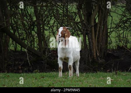 Eine Boer-Ziege oder Boerbok-Ziege Stockfoto