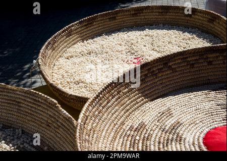 Anonyme Frau, die Teig für hausgemachte Gnocchetti Pasta Preparazione de Sos cicciones zubereitet, gli gnocchetti. Bessude. Sassari Sardinien, Italien Stockfoto